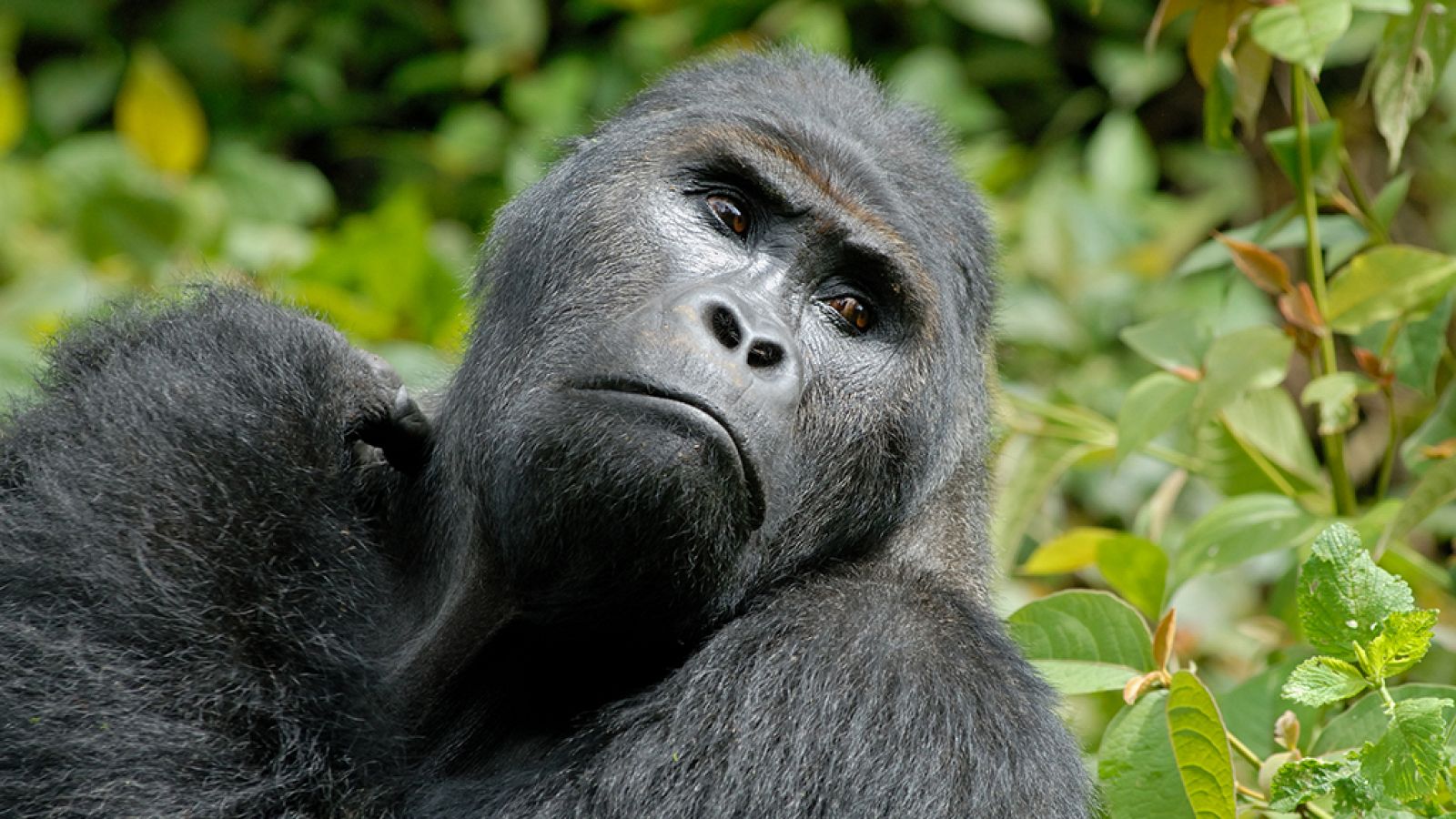 Grandes documentales - El río Congo: profundo y peligroso - ver ahora