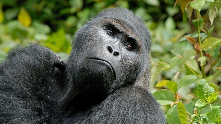 Grandes documentales - El río Congo: profundo y peligroso