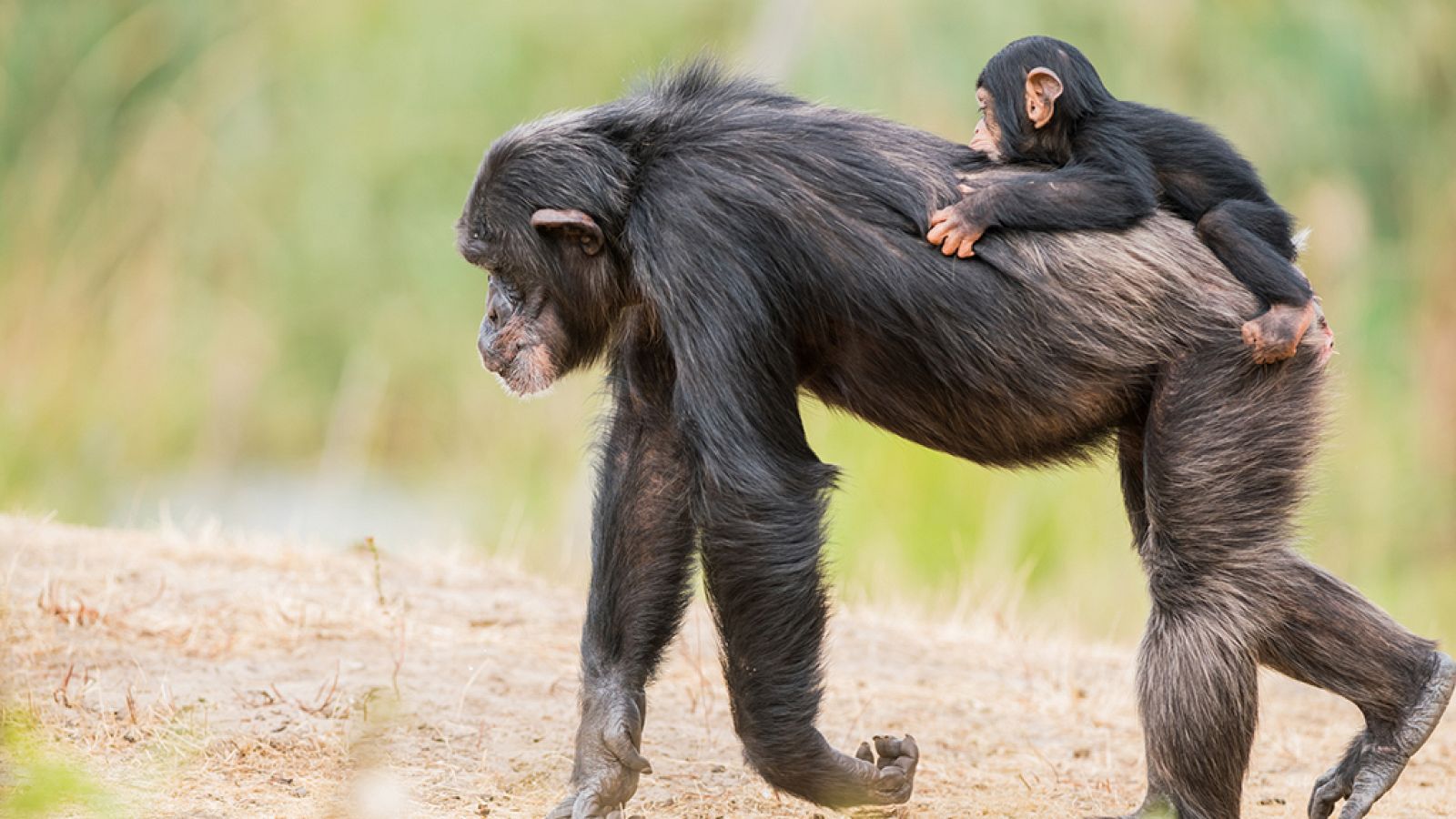 Grandes documentales - El río Congo: simios y alienígenas - ver ahora