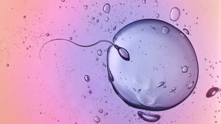 Documenta2 - Los nueve meses que te hicieron: Las primeras ocho semanas