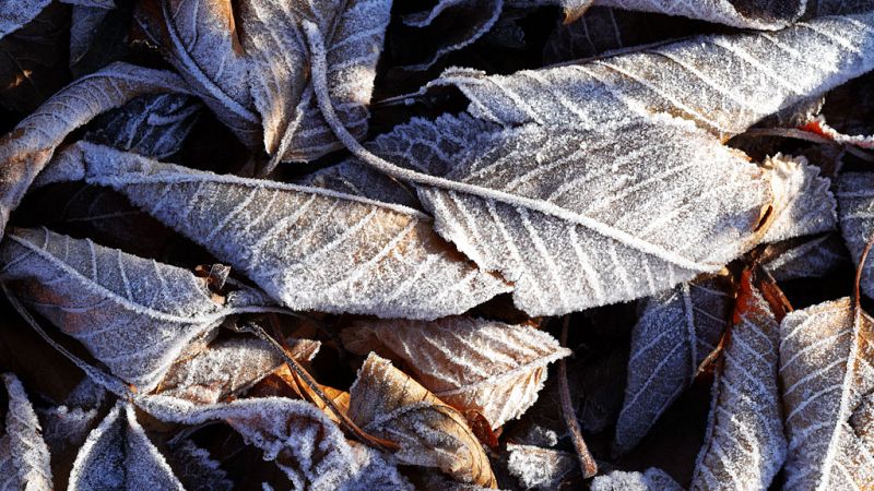Temperaturas bajas en interior con heladas y viento fuerte en noreste - Ver ahora