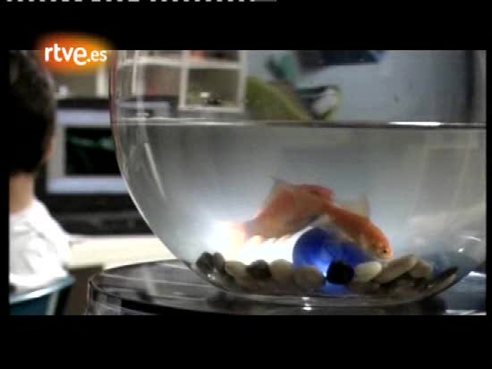 Días de cine - 'La vergüenza' | Ver