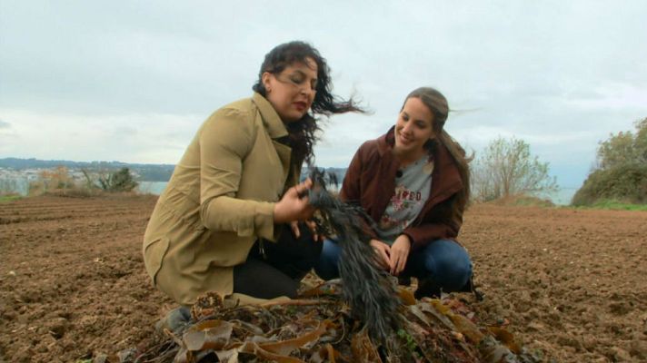 Aquí la Tierra - Patatas ¿con algas?