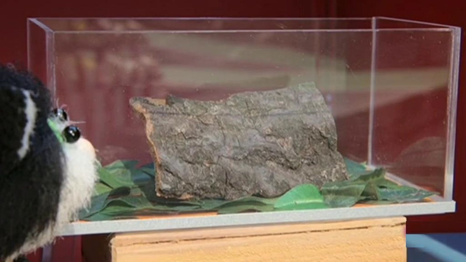 Pat el cartero y el gecko de meera - Pat el cartero | Ver