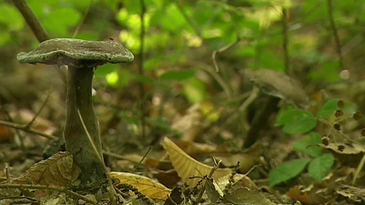 Cuadernos de paso - Cuaderno de los Oscos