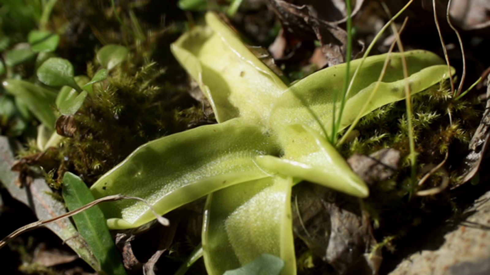 El señor de los bosques - Campas de Arraba. Parque Natural de Gorbea - ver ahora