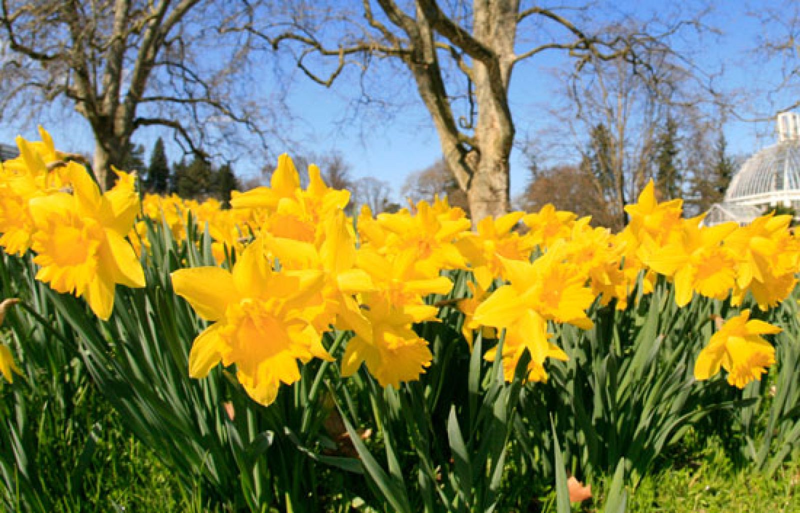 Narcisos como medicamento - Ciencia y tecnología en Rtve.es | Ver