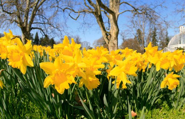 Ciencia y tecnología en Rtve.es - Narcisos para tratar el alzheimer