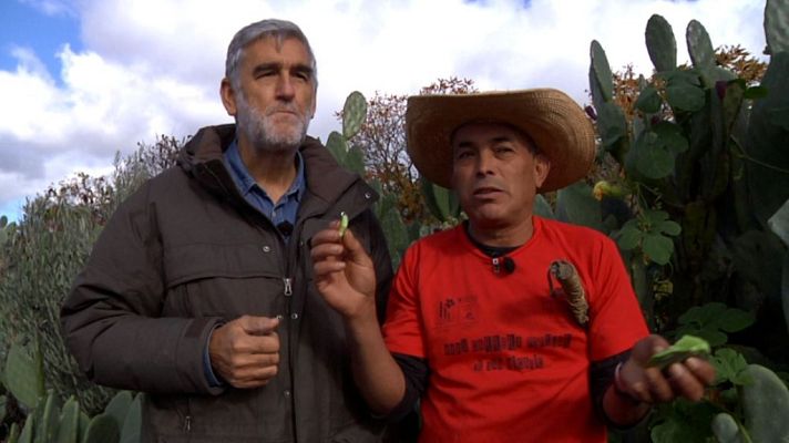 Aquí la Tierra - ¡Viva México y su gastronomía!