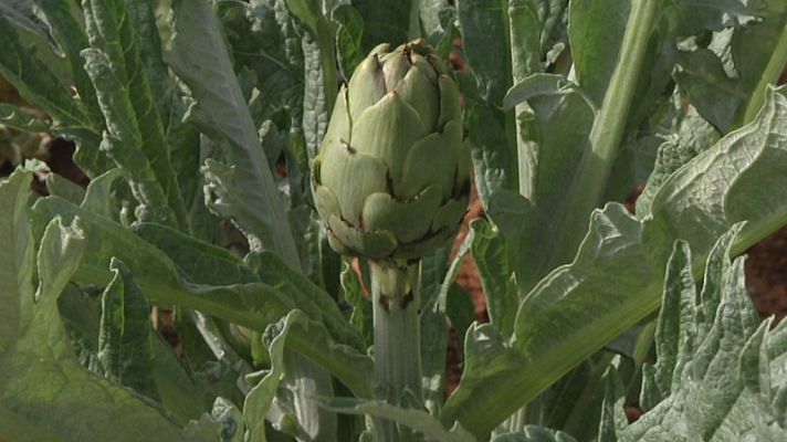 Aquí la Tierra - ¿Conoces la Alcachofa de Benicarló?
