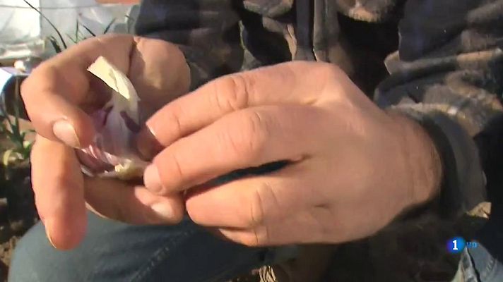 Aquí la Tierra - Ajos para todo el invierno