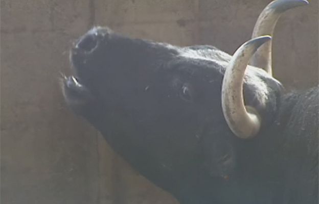 Reporteros del Telediario - La leyenda de 'Ratón'