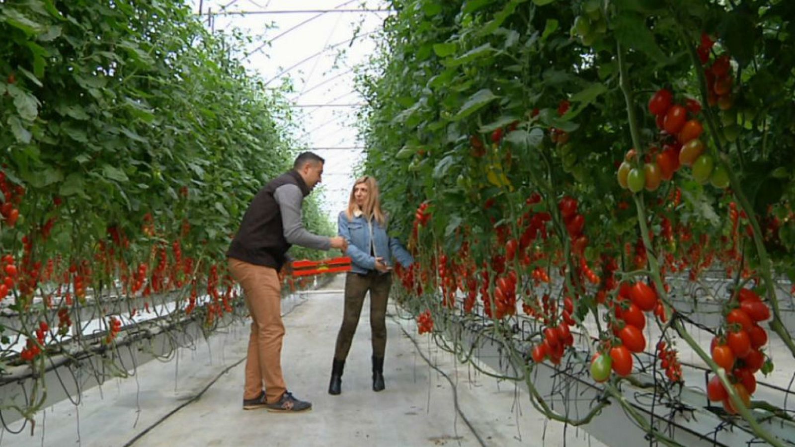 Tomate cherry, el bombón de la huerta