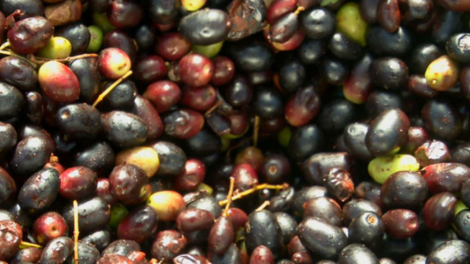 El aceite de acebuche del Veneno