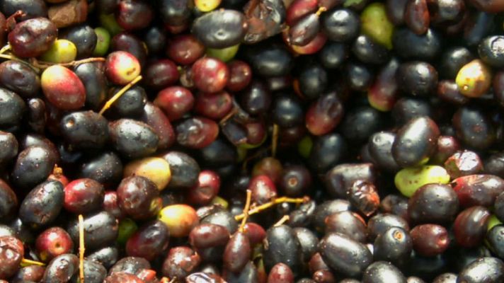 Aquí la Tierra - El aceite de acebuche del Veneno