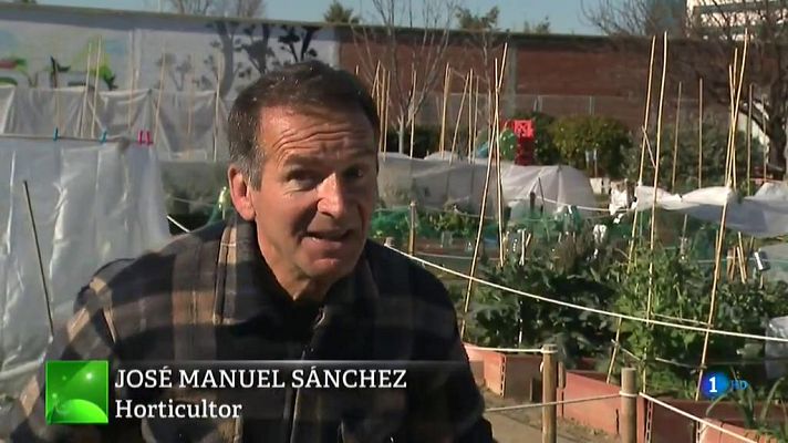 Aquí la Tierra - Cosechamos coles de Bruselas