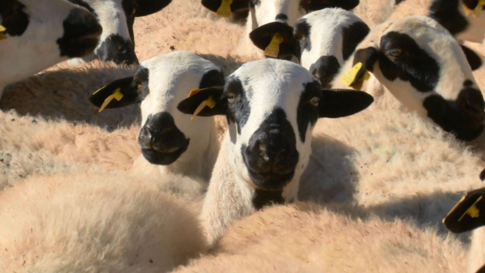 Una ovejita de ojos negros