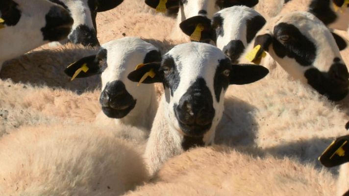 Aquí la Tierra - Una ovejita de ojos negros