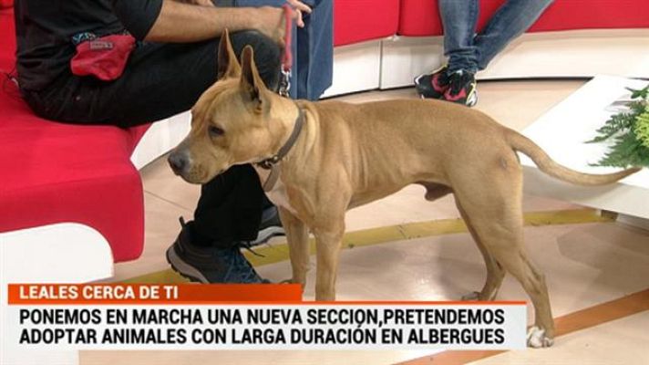 Cerca de ti - Cerca de ti - 28/01/2019