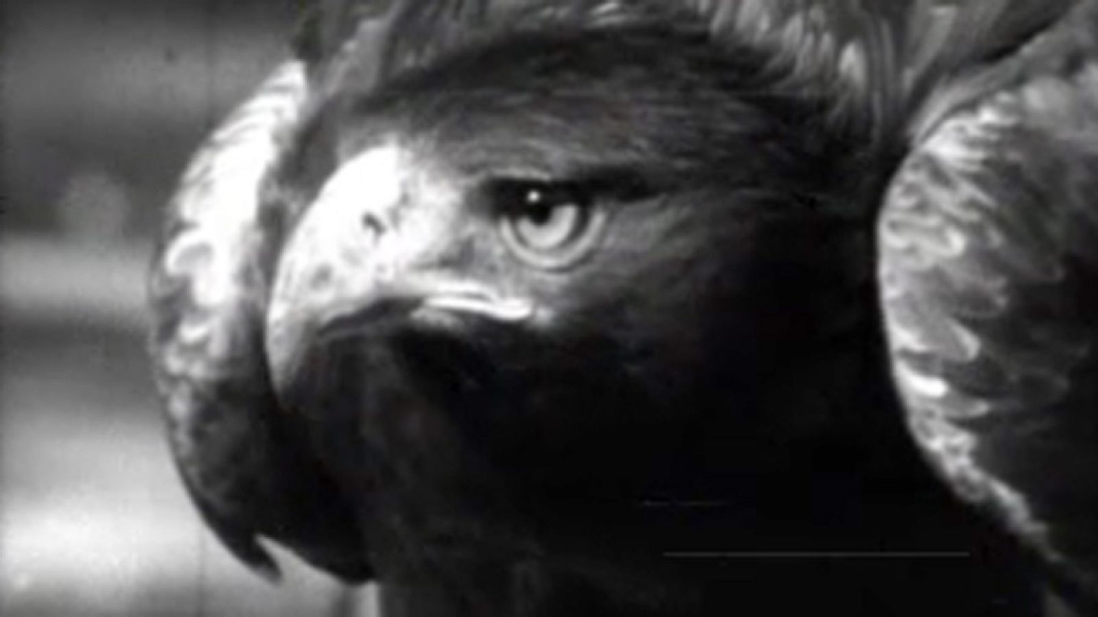 El planeta azul - La muerte de un emblema - El planeta azul | Ver