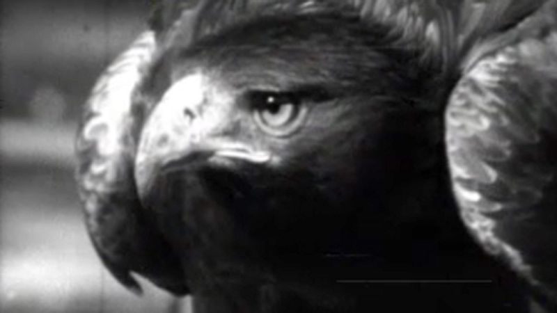 El planeta azul - La muerte de un emblema - El planeta azul | Ver