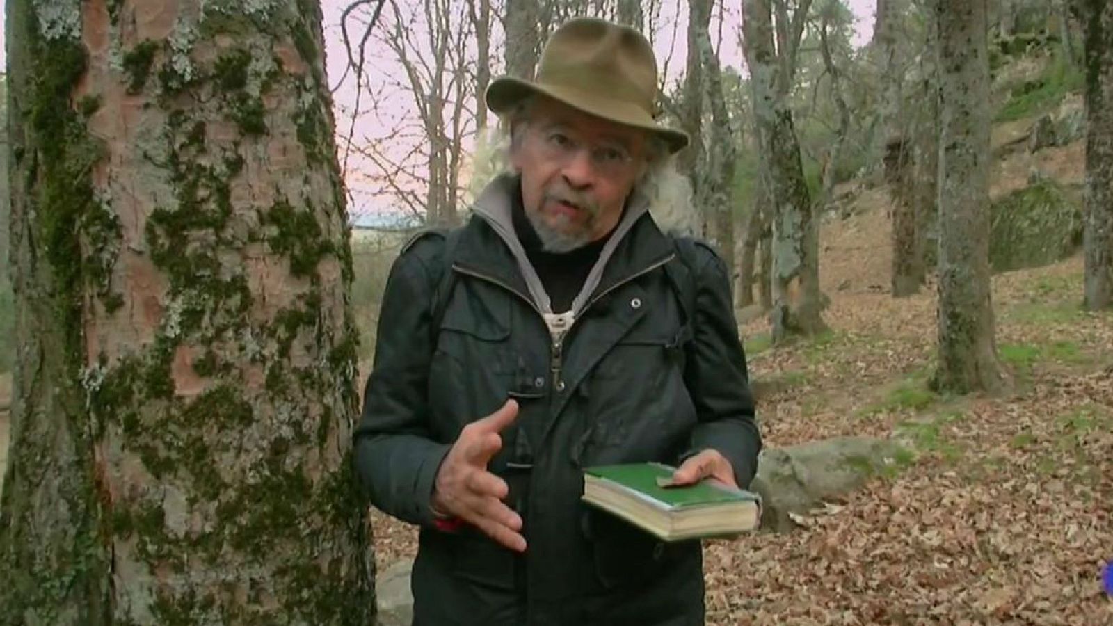 Juan Plantas y el tilo