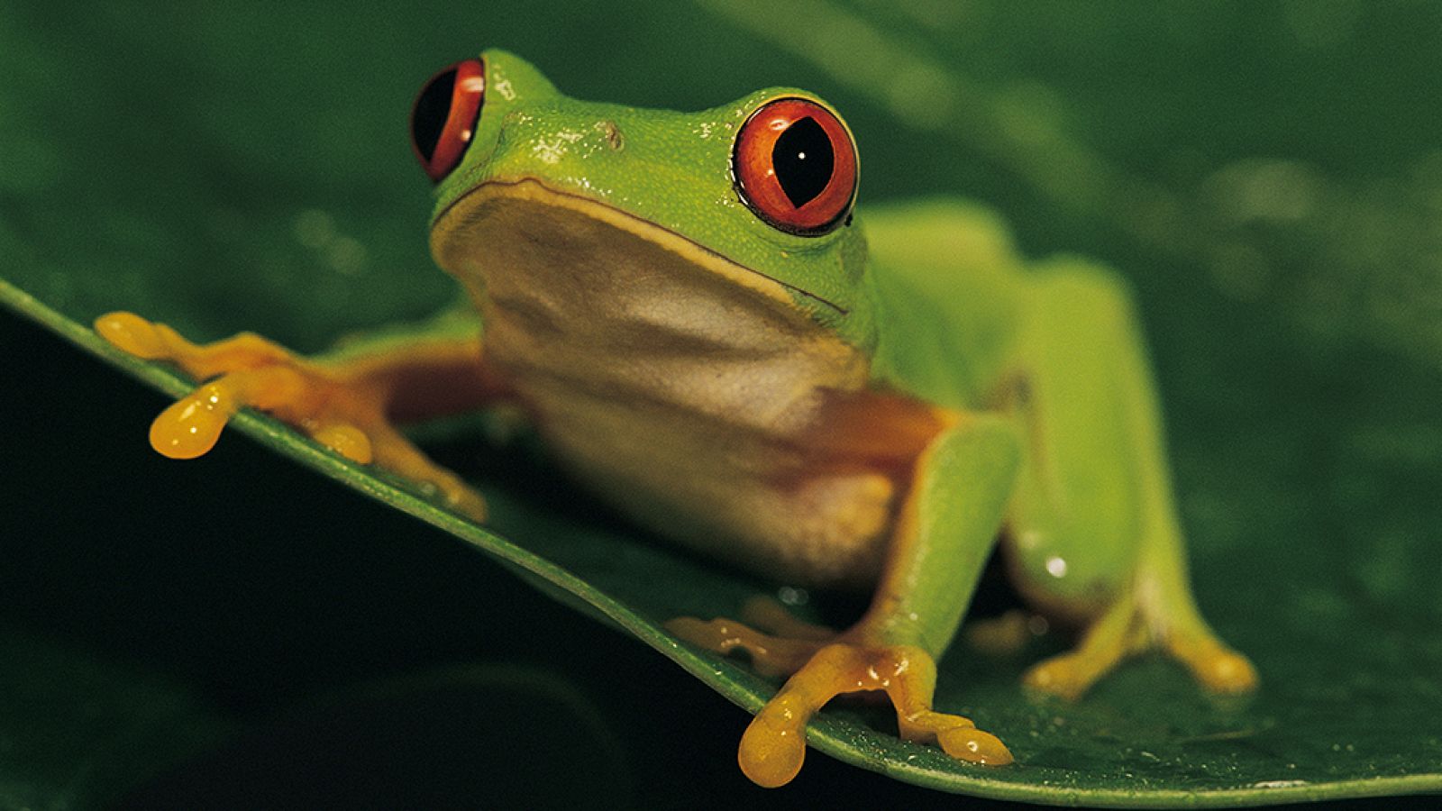 Grandes documentales - Ranas increíbles - ver ahora
