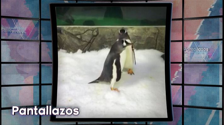 Lo siguiente - Del amor de dos pingüinos a las expediciones en el polo sur