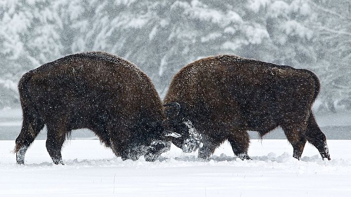 Otros documentales - Las Estaciones