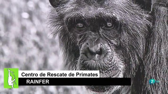 La aventura del Saber - Centro de Primates Rainfer