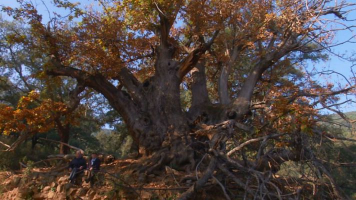 Aquí la Tierra - El castaño Santo