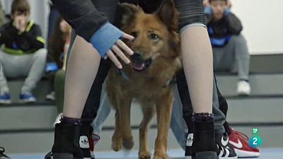 La meva mascota i jo  - La ter�pia amb gossos