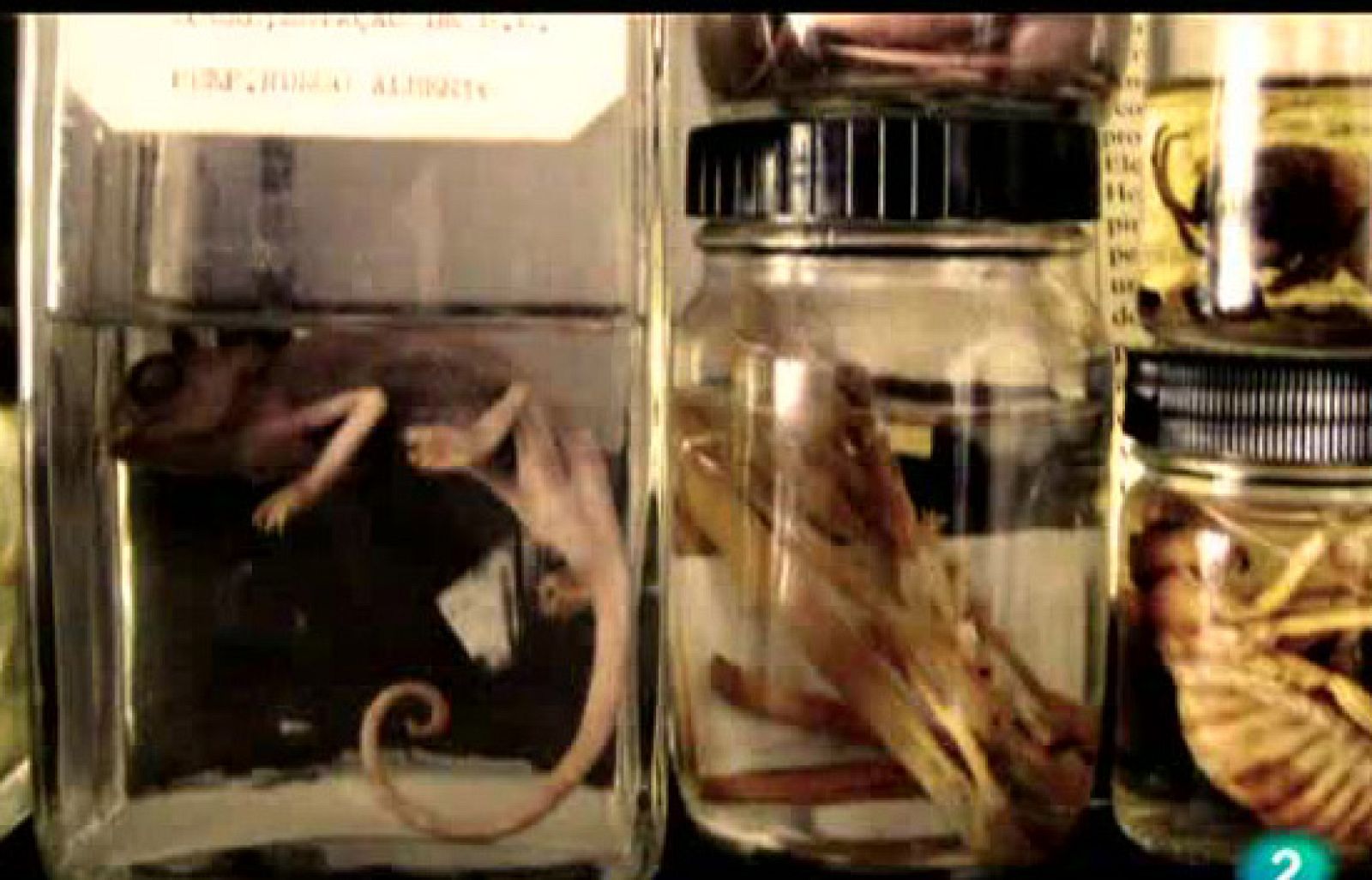 El escarabajo verde - Ciclo Darwin - II - El escarabajo verde | Ver