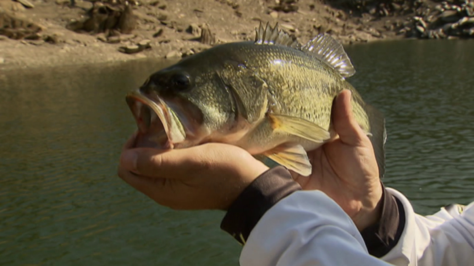 Jara y sedal - Mequinenza: historia de un reencuentro - ver ahora
