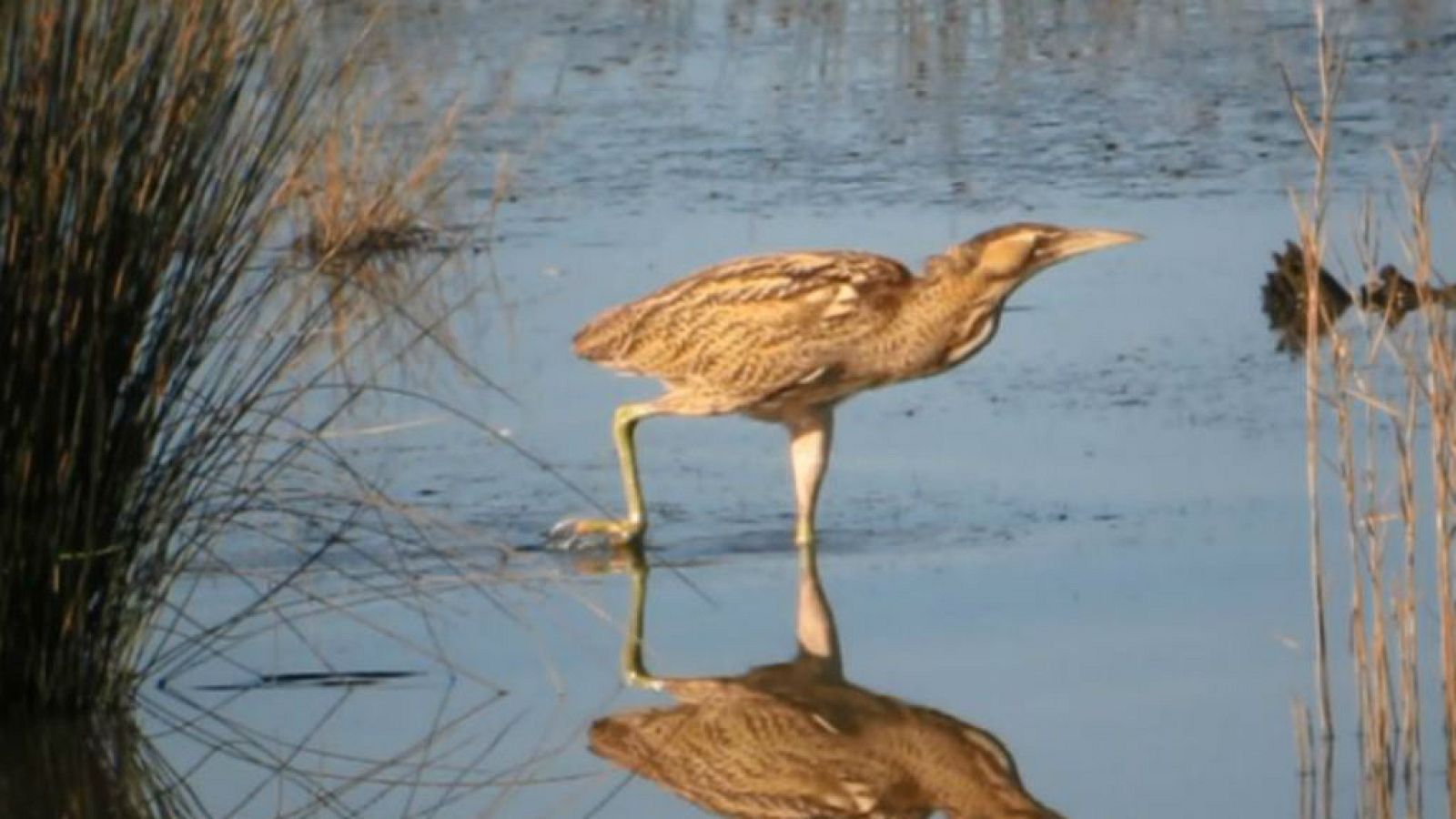 Un aeropuerto internacional para aves