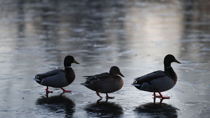 Informativo de Madrid - El Tiempo en la Comunidad de Madrid - 04/02/19