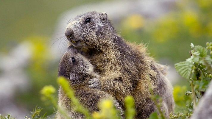 Grandes documentales - Francia salvaje. Episodio 4