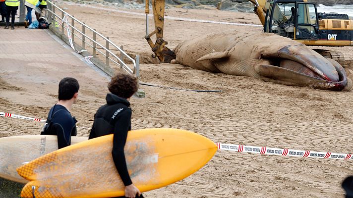 Telediario 1 - Al menos siete ballenas aparecen varadas en las costas españolas