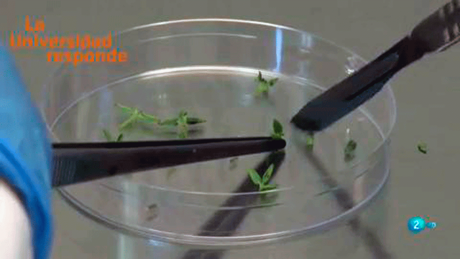 La aventura del saber La Universidad Responde. Universidad de Alicante: ¿Pueden ser las plantas inmortales?