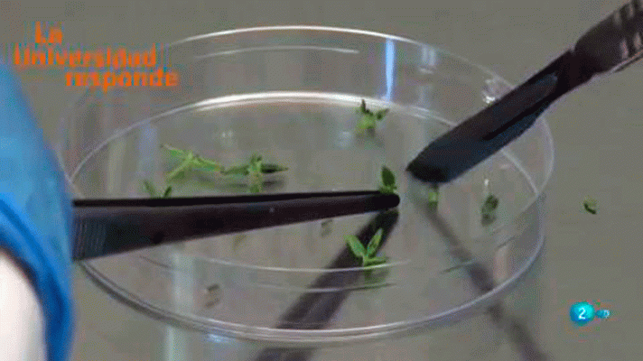 La aventura del Saber - ��Pueden ser las plantas inmortales?