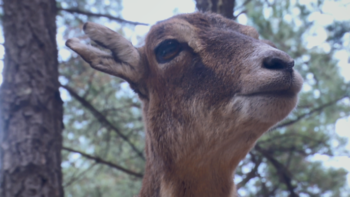 Aquí la Tierra - Visitamos la eco reserva de Ojén