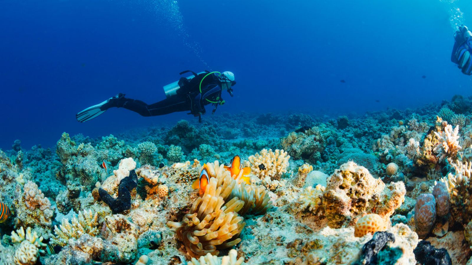 La historia de Carlos Mallo, el joven español que dejó su trabajo para salvar los océanos - ver ahora