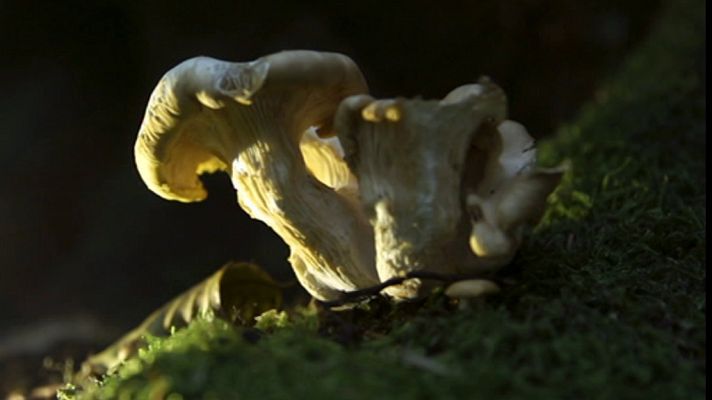 El señor de los bosques - Austigarmín. Bizkaia