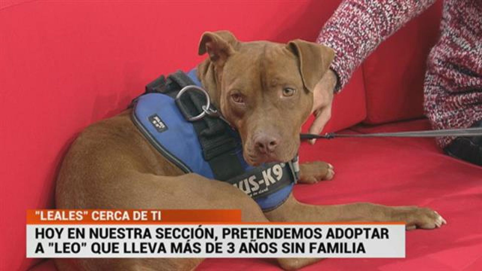 Cerca de ti - 11/02/2019