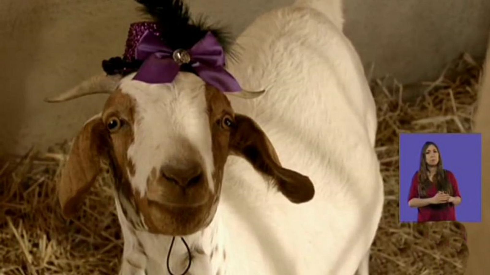 La cabra parlante de Bagdad - Jamillah y Aladdin | Ver