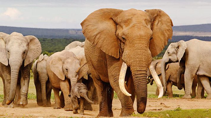 Grandes documentales - Elefantes fugitivos