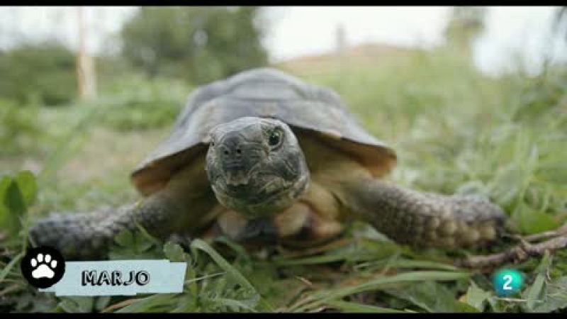 La meva mascota i jo - Marjo, la tortuga del jard�