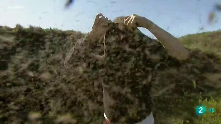 La 2 Noticias - Mundo sin insectos