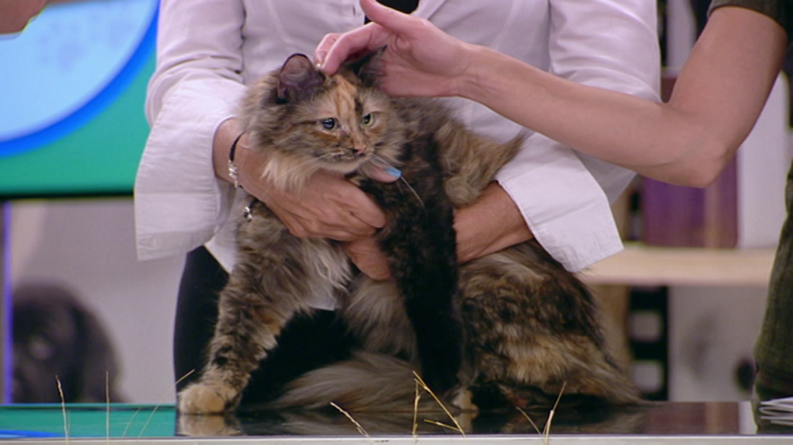 +Cotas - Programa 3 - ver ahora