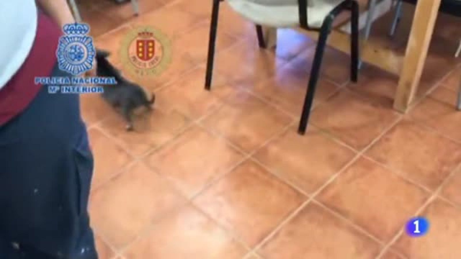 12 Chihuahuas rescatados de un criadero ilegal en Meco, Madrid - Ver ahora